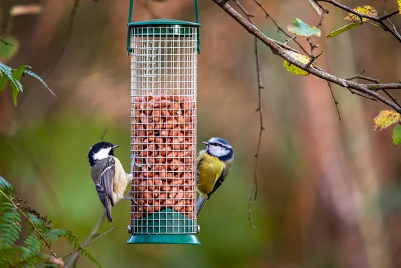 Zwei Meisen am Vogelfutterhäuschen